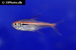 hyphessobrycon amapaensis hyphessobrycon amapaensis