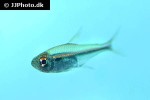hyphessobrycon amapaensis hyphessobrycon amapaensis