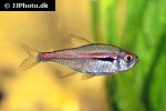 hyphessobrycon amapaensis hyphessobrycon amapaensis