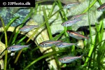 hyphessobrycon amapaensis hyphessobrycon amapaensis