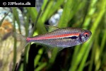 hyphessobrycon amapaensis hyphessobrycon amapaensis