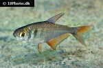 hyphessobrycon bifasciatus hyphessobrycon bifasciatus