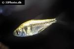 hyphessobrycon bifasciatus gold hyphessobrycon bifasciatus gold