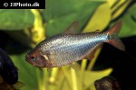 hyphessobrycon coelestinus hyphessobrycon coelestinus