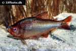 hyphessobrycon coelestinus hyphessobrycon coelestinus