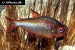 hyphessobrycon coelestinus hyphessobrycon coelestinus