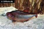 hyphessobrycon coelestinus hyphessobrycon coelestinus