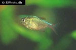 hyphessobrycon columbianus hyphessobrycon columbianus