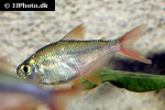 hyphessobrycon columbianus hyphessobrycon columbianus