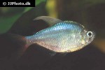 hyphessobrycon columbianus hyphessobrycon columbianus