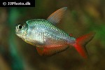 hyphessobrycon columbianus hyphessobrycon columbianus