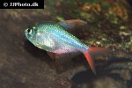 hyphessobrycon columbianus hyphessobrycon columbianus