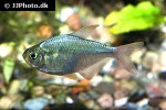 hyphessobrycon columbianus hyphessobrycon columbianus