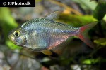 hyphessobrycon columbianus hyphessobrycon columbianus