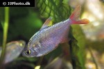 hyphessobrycon columbianus hyphessobrycon columbianus