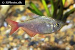 hyphessobrycon columbianus hyphessobrycon columbianus