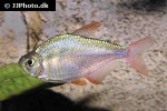 hyphessobrycon columbianus hyphessobrycon columbianus