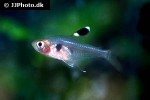 hyphessobrycon copelandi hyphessobrycon copelandi