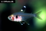 hyphessobrycon copelandi hyphessobrycon copelandi