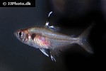 hyphessobrycon copelandi hyphessobrycon copelandi