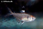 hyphessobrycon copelandi hyphessobrycon copelandi