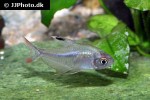 hyphessobrycon copelandi hyphessobrycon copelandi
