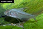 hyphessobrycon copelandi hyphessobrycon copelandi