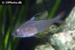 hyphessobrycon copelandi hyphessobrycon copelandi