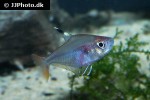 hyphessobrycon copelandi hyphessobrycon copelandi
