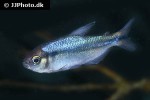hyphessobrycon cyanotaenia hyphessobrycon cyanotaenia