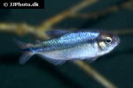 hyphessobrycon cyanotaenia hyphessobrycon cyanotaenia