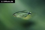 hyphessobrycon elachys hyphessobrycon elachys
