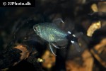 hyphessobrycon elachys hyphessobrycon elachys