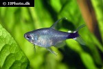 hyphessobrycon elachys hyphessobrycon elachys