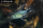 hyphessobrycon elachys hyphessobrycon elachys