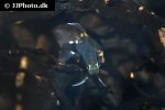 hyphessobrycon elachys hyphessobrycon elachys