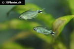 hyphessobrycon elachys hyphessobrycon elachys