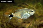 hyphessobrycon elachys hyphessobrycon elachys