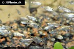 hyphessobrycon elachys hyphessobrycon elachys