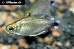 hyphessobrycon elachys hyphessobrycon elachys