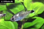 hyphessobrycon elachys hyphessobrycon elachys