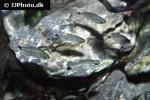hyphessobrycon elachys hyphessobrycon elachys