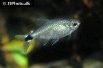 hyphessobrycon elachys hyphessobrycon elachys