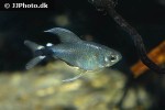 hyphessobrycon elachys hyphessobrycon elachys