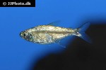 hyphessobrycon eos hyphessobrycon eos
