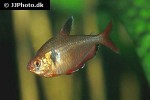 hyphessobrycon eques hyphessobrycon eques