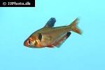 hyphessobrycon eques hyphessobrycon eques