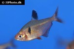 hyphessobrycon eques hyphessobrycon eques