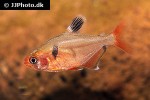 hyphessobrycon eques hyphessobrycon eques