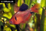 hyphessobrycon eques hyphessobrycon eques